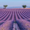 Falinaptár képes lemeznaptár 300x300mm, Provence Realsystem 2027.