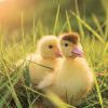 Falinaptár képes lemeznaptár 300x300mm, Animal Cuties Realsystem 2027.