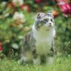 Falinaptár képes lemeznaptár 300x300mm, Cats Realsystem 2027.