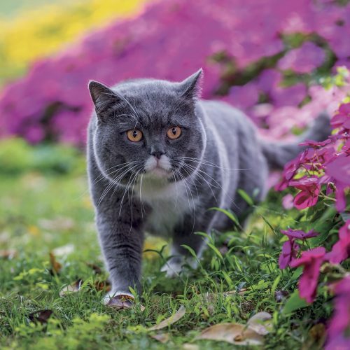 Falinaptár képes lemeznaptár 300x300mm, Cats Realsystem 2027.