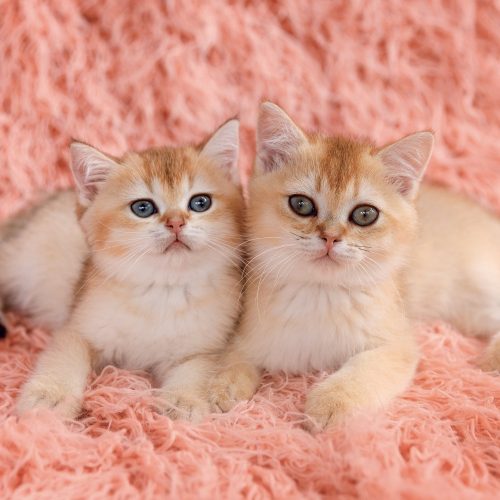 Falinaptár képes lemeznaptár 300x300mm, Kittens Realsystem 2027.