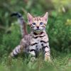 Falinaptár képes lemeznaptár 300x300mm, Kittens Realsystem 2027.