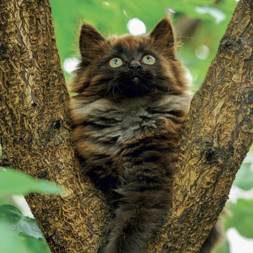 Falinaptár képes lemeznaptár 300x300mm, Kittens Realsystem 2027.