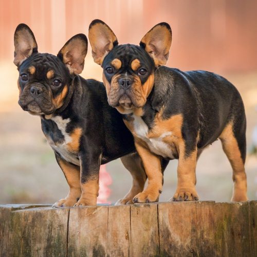 Falinaptár képes lemeznaptár 300x300mm, Puppies Realsystem 2027.