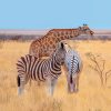 Falinaptár képes lemeznaptár 300x300mm, Wild Animals Realsystem 2027.