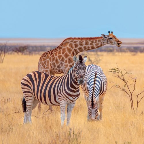 Falinaptár képes lemeznaptár 300x300mm, Wild Animals Realsystem 2027.