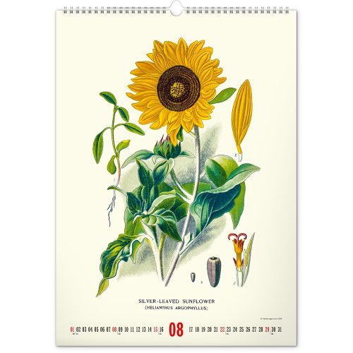 Falinaptár képes  330×460mm Vintage Posters-Herbarium Realsystem 2027.