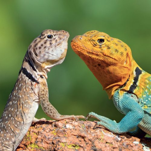 Falinaptár képes lemeznaptár 300x300mm, Lizards Realsystem 2027.