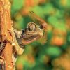 Falinaptár képes lemeznaptár 300x300mm, Lizards Realsystem 2027.