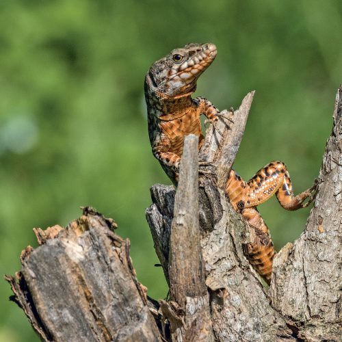 Falinaptár képes lemeznaptár 300x300mm, Lizards Realsystem 2027.
