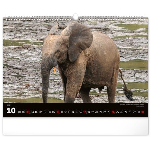 Falinaptár képes  480x330mm Wild Africa Realsystem 2027.
