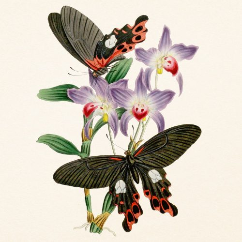 Falinaptár képes lemeznaptár 300x300mm, Butterflies Realsystem 2027.