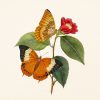 Falinaptár képes lemeznaptár 300x300mm, Butterflies Realsystem 2027.