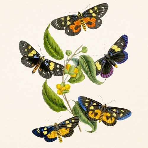 Falinaptár képes lemeznaptár 300x300mm, Butterflies Realsystem 2027.
