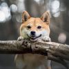 Falinaptár képes lemeznaptár 300x300mm, Happy Doge Realsystem 2027.